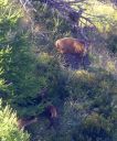 Hirsch_X188_1800a.jpg