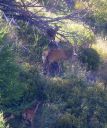 Hirsch_X190_1800.jpg