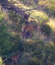 Hirsch_X190_1800a.jpg