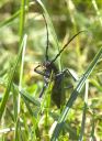 Kleiner_Eichenbock_X001_1800.jpg