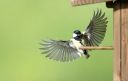 Kohlmeise_53_1900.jpg