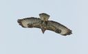 Maeusebussard_20_1900.jpg