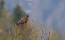 Maeusebussard_38_1800a.jpg