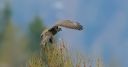 Maeusebussard_40_1800a.jpg