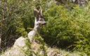 Reh_X054_1800.jpg