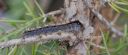 Schmetterlingsraupe___b_02_1900.jpg