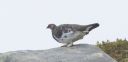 Schneehuhn_M_23_1800.jpg