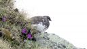 Schneehuhn_M_31_1800.jpg