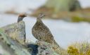 Schneehuhn_M_W_08_1900.jpg