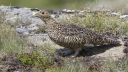 Schneehuhn_W_27_1800.jpg