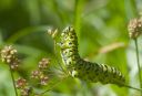 Schwalbenschwanz_Raupe_x011_1800a.jpg