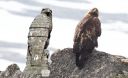 Simplonadler_Vergleich_03_1800a.jpg