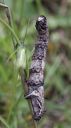 Spannerraupe_01_1800.jpg