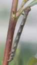 Spannerraupe_06_1800.jpg