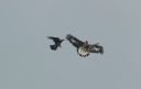 Steinadler_110a_Jungadler_1.jpg