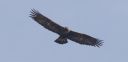 Steinadler_112_1800.jpg