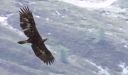 Steinadler_116a_1800n1.jpg