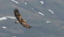 Steinadler_117_1800n.jpg