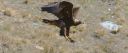 Steinadler_125_1800ab.jpg