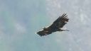 Steinadler_135_1800n.jpg