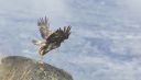 Steinadler_140_1900a.jpg