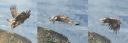 Steinadler_145_Trio_2000.jpg