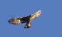 Steinadler_154_1800.jpg