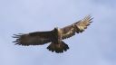 Steinadler_47_1900.jpg