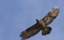 Steinadler_48_1900.jpg