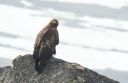 Steinadler_80_1800.jpg