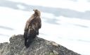 Steinadler_83_1800.jpg