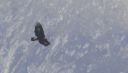 Steinadler_X027_1800.jpg