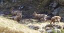 Steinbock_X_024_1800.jpg
