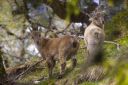 Steinbock_X_026_1800a.jpg