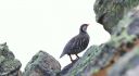Steinhuhn_39_1900.jpg