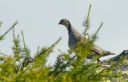 Steinhuhn_41_1800.jpg