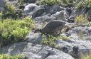 Steinhuhn_58_1800.jpg