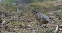 Steinhuhn_61_1800.jpg