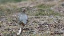 Steinhuhn_66_1800.jpg