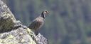 Steinhuhn_69_1800.jpg