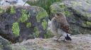 Steinschmaetzer_50_Jungvogel_1800.jpg