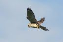 Turmfalke_067_1800.jpg