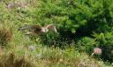 Turmfalke_071_1800.jpg