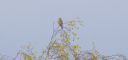 Turmfalke_094_1800.jpg