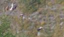 Turmfalke_109_Montage_1800a.jpg