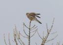 Turmfalke_114_1900a.jpg