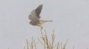 Turmfalke_X015_1800a.jpg