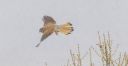 Turmfalke_X016_1800a.jpg