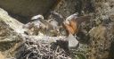 Turmfalke_X228_1800.jpg