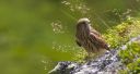 Turmfalke_X343_1800.jpg